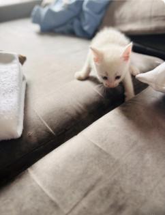 Türkische angora katzen babys