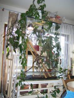 Madagasksr-Taggecko-Päarchen mit Terrarium