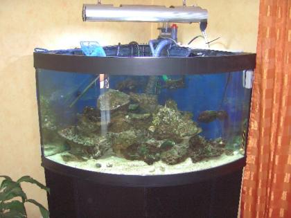 Komplett oder nur Inhalt Meerwasseraquarium