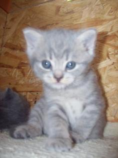 Bei uns sucht noch en Mädchen und en Katerchen en liebevolles Zuhause