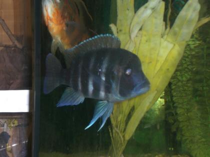 Tanganjika-Beulenkopf Cyphotilapia frontosa