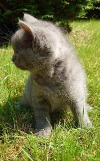 Bkh Kitten Geschwisterpäärchen suchen zusammen ein libes Nest