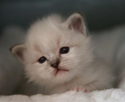 Birma Kitten Birma Babys Dortmund