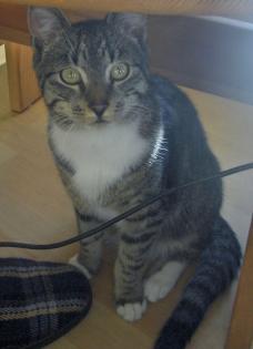 Graugetigert in Grambke entlaufen