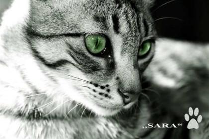 Katzen aus Lanzarote suchen liebes Zuhause