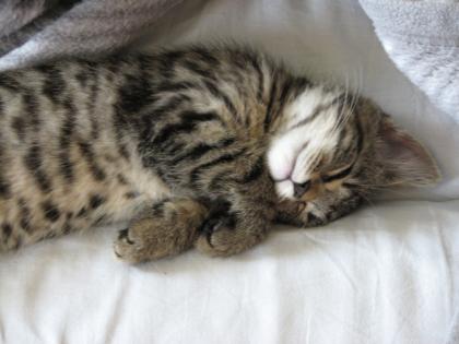 Deckkater für unsere süße Sugar gesucht