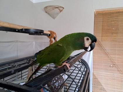 1 Paar Rotrückenara Red-Winged Macaw