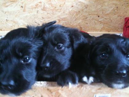 Golden retriever Mischlingswelpen