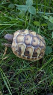 Griechische Landschildkröten 1-jährig