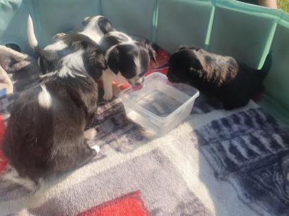 Chihuahua Mix Welpen