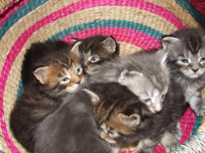 Maine Coon Kitten