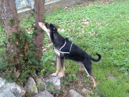 Suche tringend für meine Hündin ein neues zu hause