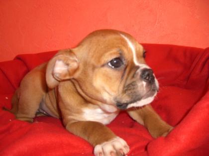 Olde englih Bulldoggen
