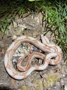 Boa Constrictor