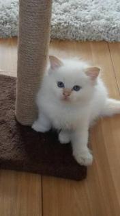 Wunderschöne Ragdoll-Kätzchen,