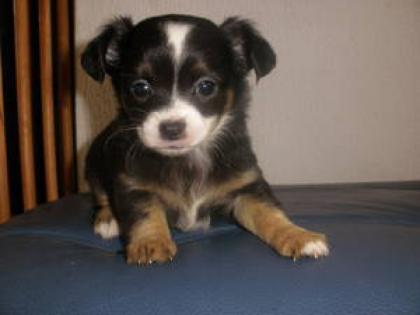 Haben sie hunde zu verschenken