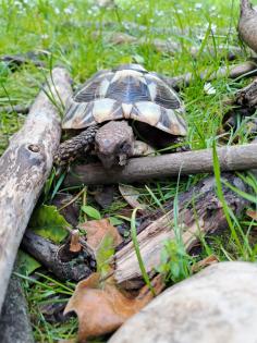 Griechische Landschildkröte, männlich, erwachsen