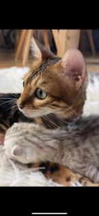 Bengal Bkh Kitten