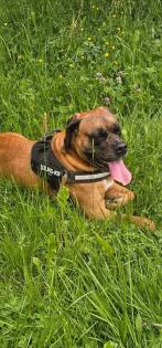 Doggen-Boxer-Mix in guteHände zu verkaufen