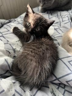 Britisch kurzhaar kitten Katze