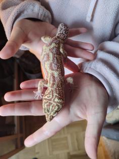 Terrarium incl Leopardengecko Paar