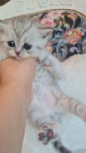 Bkh kitten / Tabby