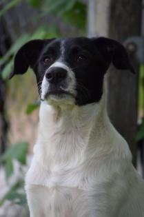 Tolle Labradormischlinge gechipt und geimpft suchen ein schönes Zuhause