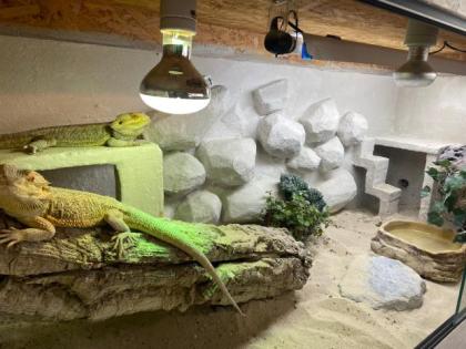 Bartagame Geschwister in gute Hände abzugeben