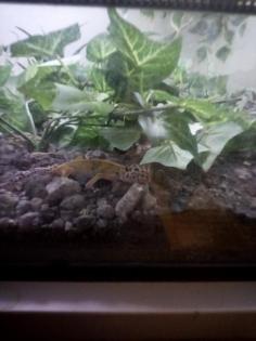 Terrarium mit Leopard Geckos