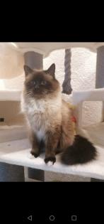 Heilige Birma Deckkater