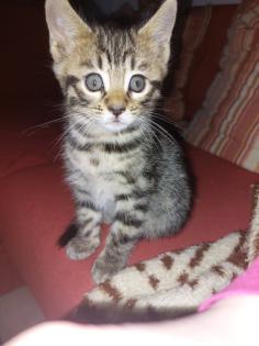 Maine coon/ bengal mix kitten