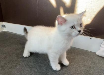 Abgabe bereite BKH blue point kitten Nur 1 männlich übrig
