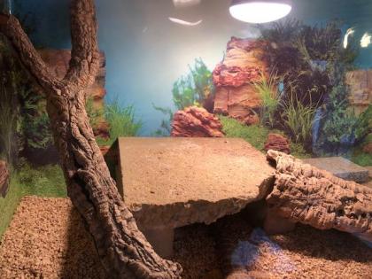 2 x Bartagame von privat abzugeben