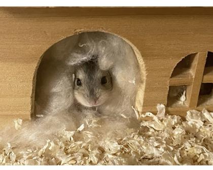 Baby Zwerg Hamster Mädchen und manchen