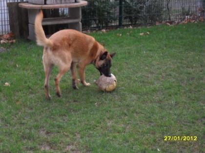 Malinois Rüde 12 monate alt