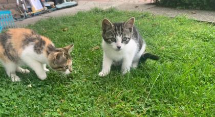 Kitten, Katzenbabys, Hofkatzen