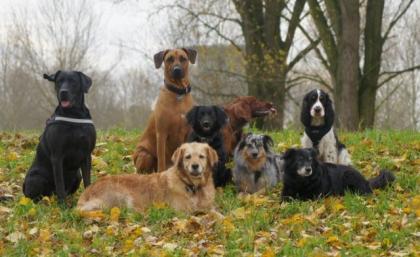 Hunde-Hacienda. de Hundegassiservice, Ihre mobiele Hundebetreuung für Ratingen