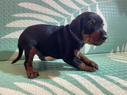 Reinrassige Zwergpinscher Welpen