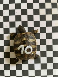 Griechische Landschildkröten, NZ 2023