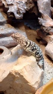 Halsbandleguan mit terrarium