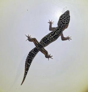 Leopardgeckos