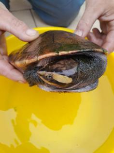 Schildkröten 3 Stück Wasserschildkröten