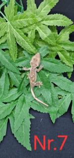Correlophus ciliatus Kronengeckos 0. 0. 12