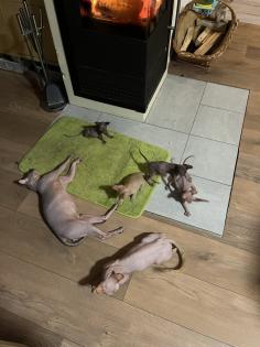Sphynx Kitten mit Tasthaaren