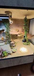 Terrarium mit Bartagamen Päarchen Premium Eigenbau, eyecatcher