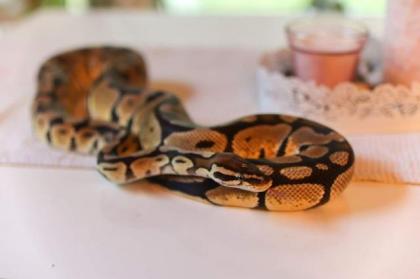 Königspython Pastell Python regius