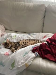 Bengalkatze sucht dringend neues Zuhause