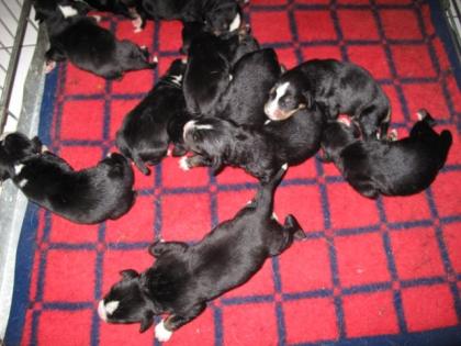 Appenzeller Sennenhund Welpen