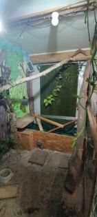 Grüne Leguane, Iguana Iguana, ab 3 Jahre