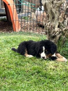 Berner Sennenhund Welpen suchen noch ein Zuhause